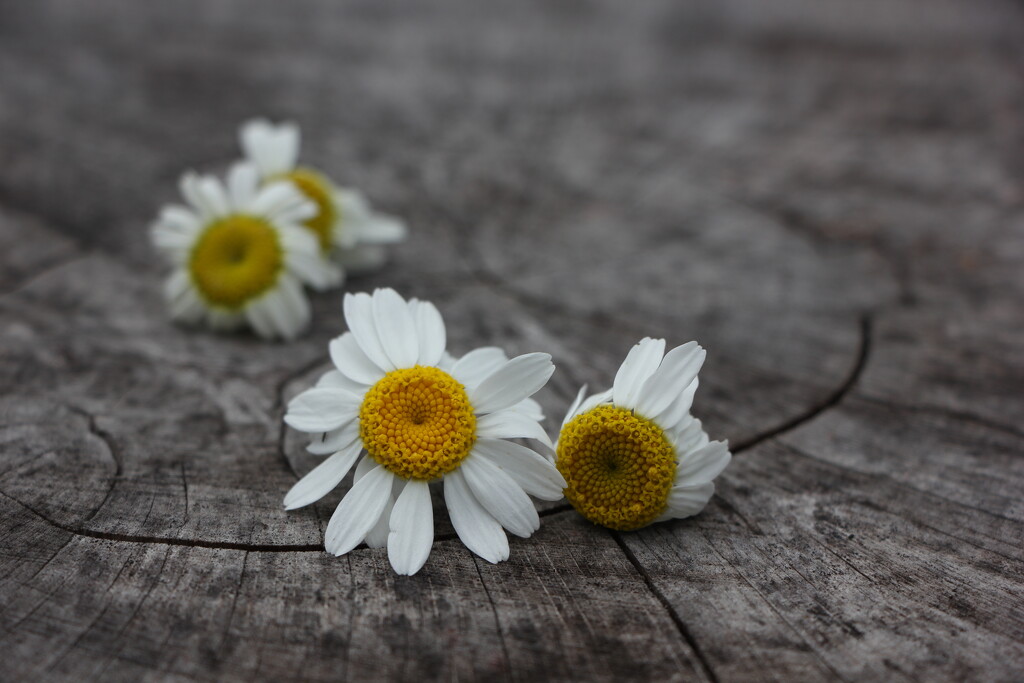 The Camomile Harvest by jamibann