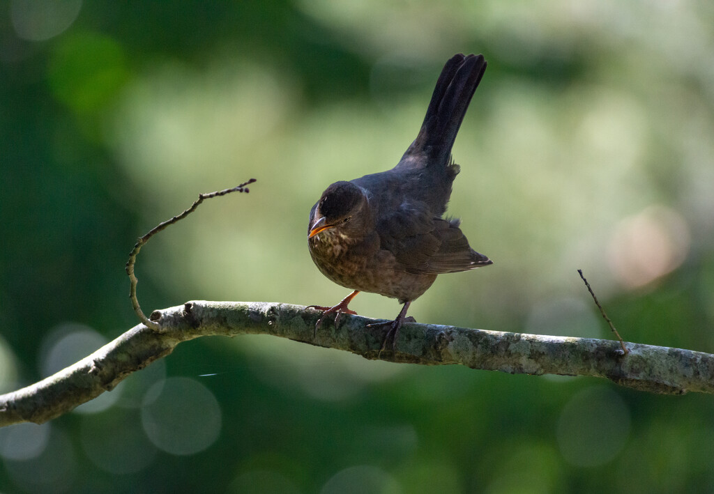 Common Bird  by yaorenliu