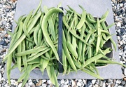 11th Aug 2021 - Full of beans