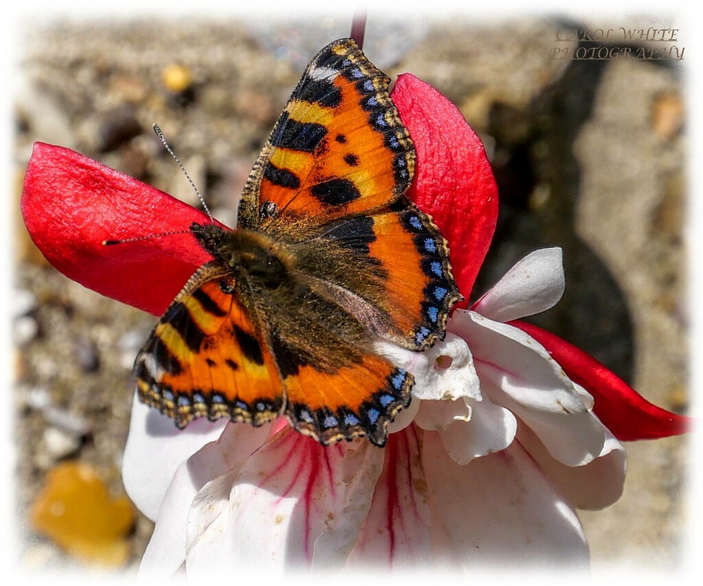 Small Tortoiseshell Butterfly by carolmw