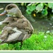 Mandarin Duck,Juvenile (I think) by carolmw
