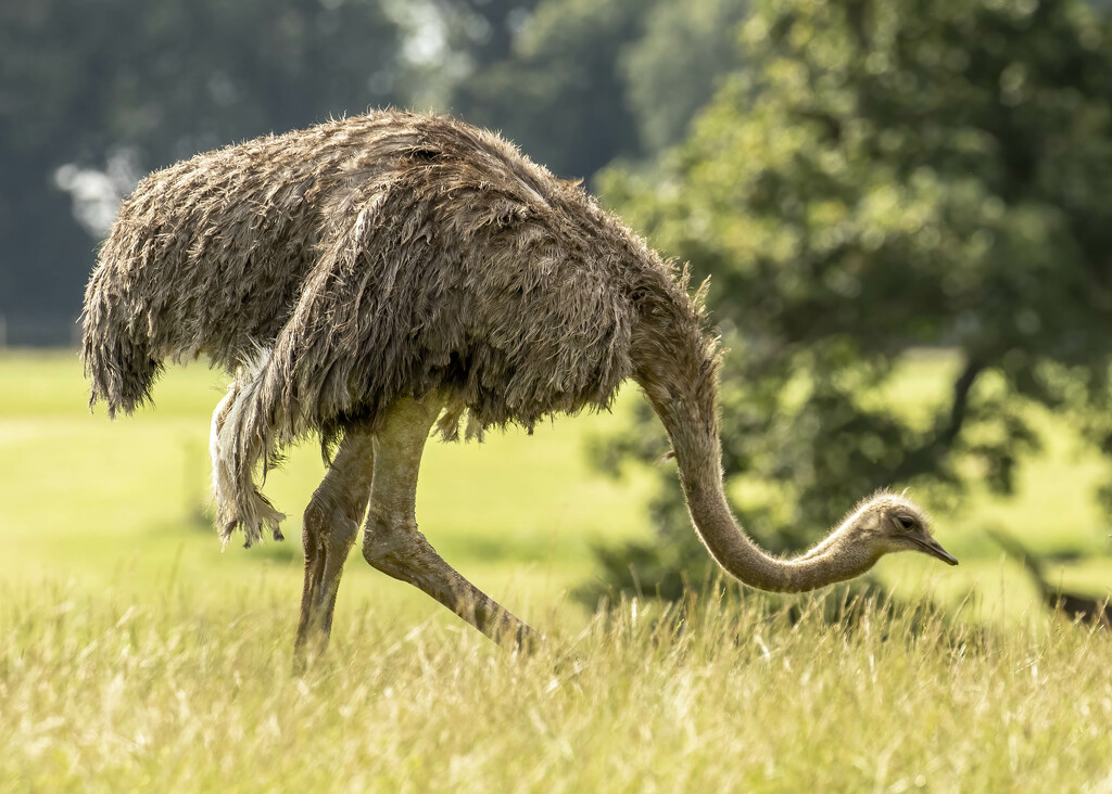 Ostrich by shepherdmanswife