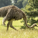 Ostrich by shepherdmanswife