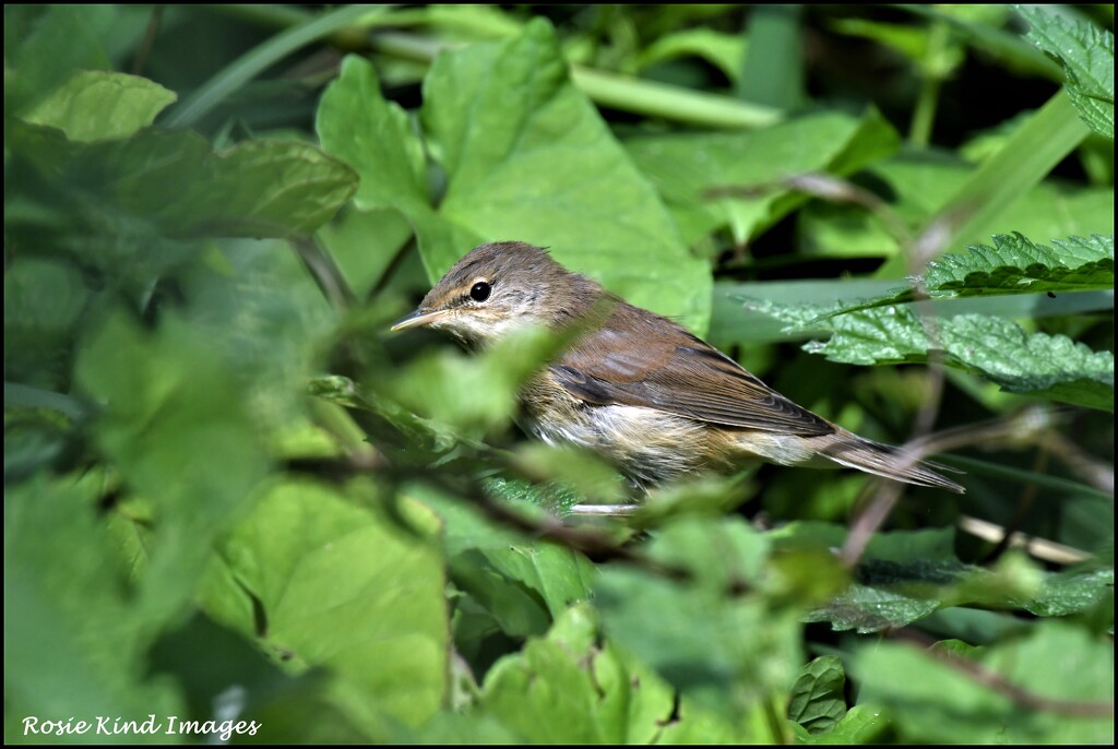 Young reed warbler by rosiekind