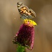 LHG-5883- single Painted Lady by rontu