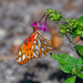 Garden Butterfly by photographycrazy