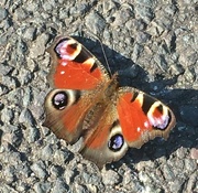 11th Aug 2021 - Beautiful butterfly