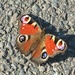 Beautiful butterfly by 365anne