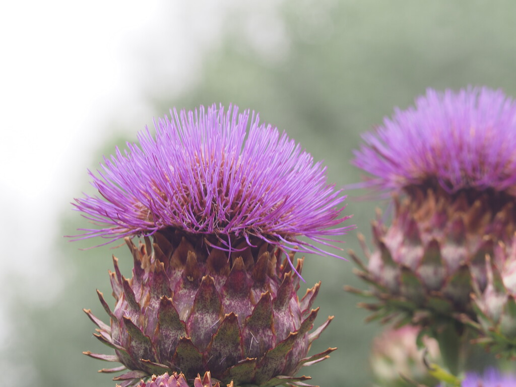 Cardoon flower by jacqbb