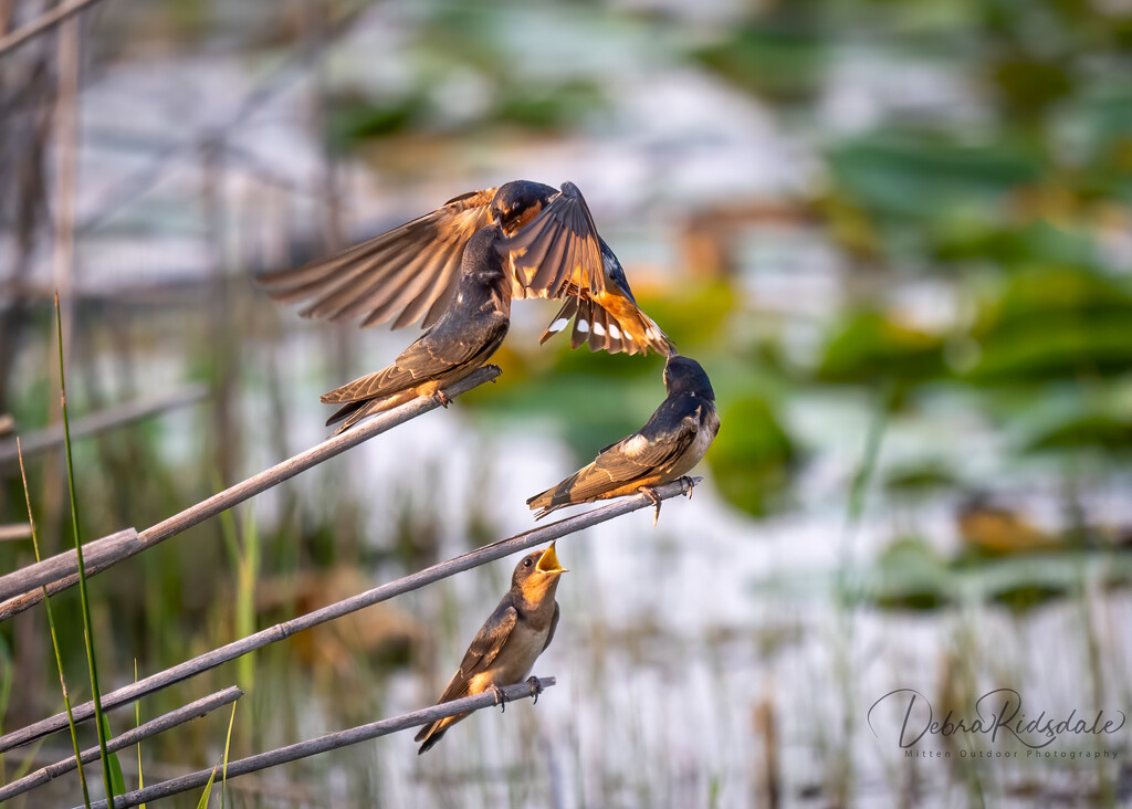 Mom feeding juvenile barn swallows by dridsdale
