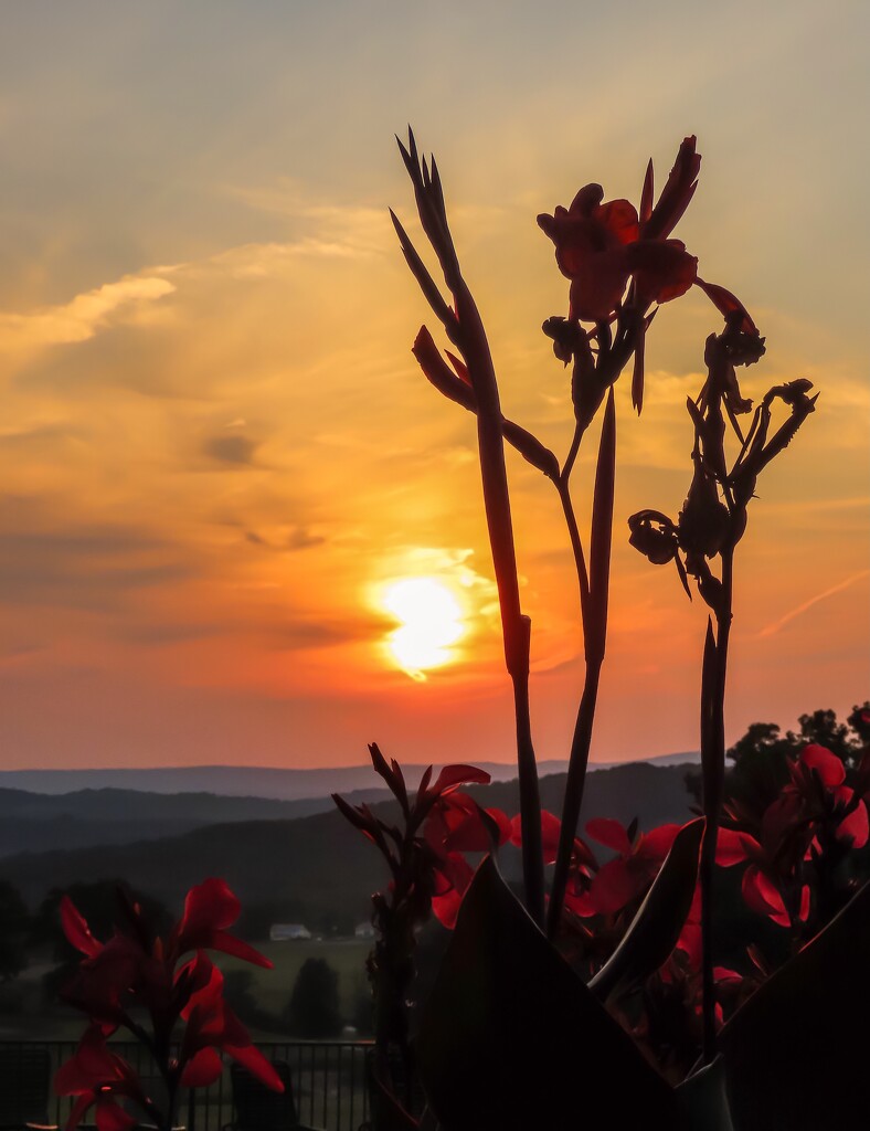 Gladioli Sunset by mzzhope