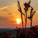 Gladioli Sunset by mzzhope