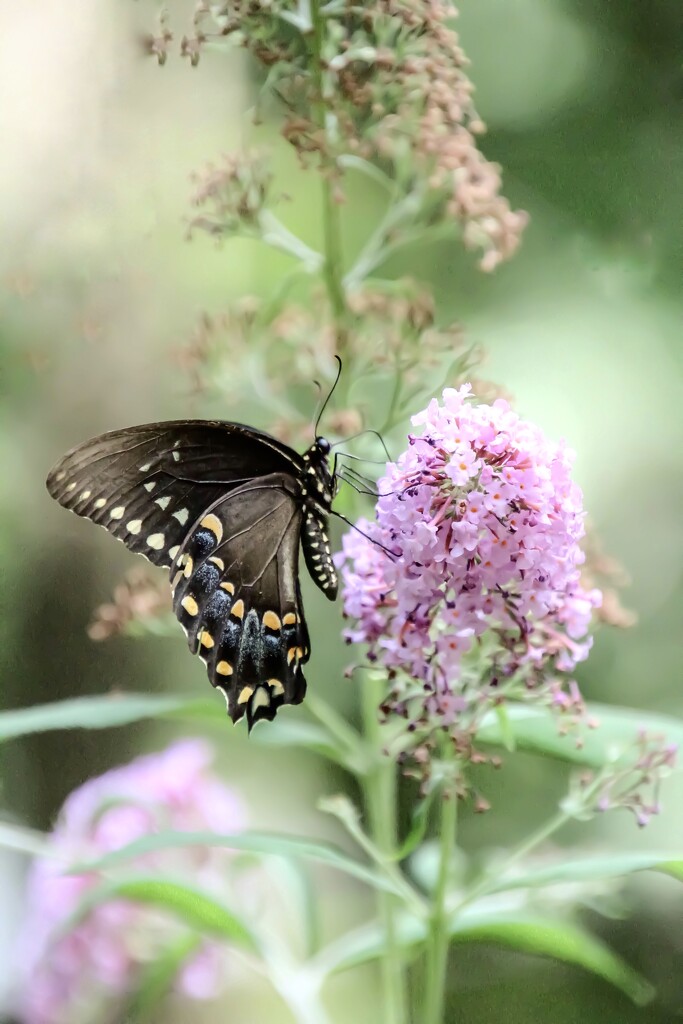 Black Swallowtail  by mzzhope
