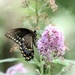 Black Swallowtail  by mzzhope