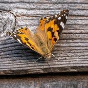 11th Aug 2021 - Painted Lady 