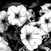 4th Aug 2021 - Petunias in Black and White 