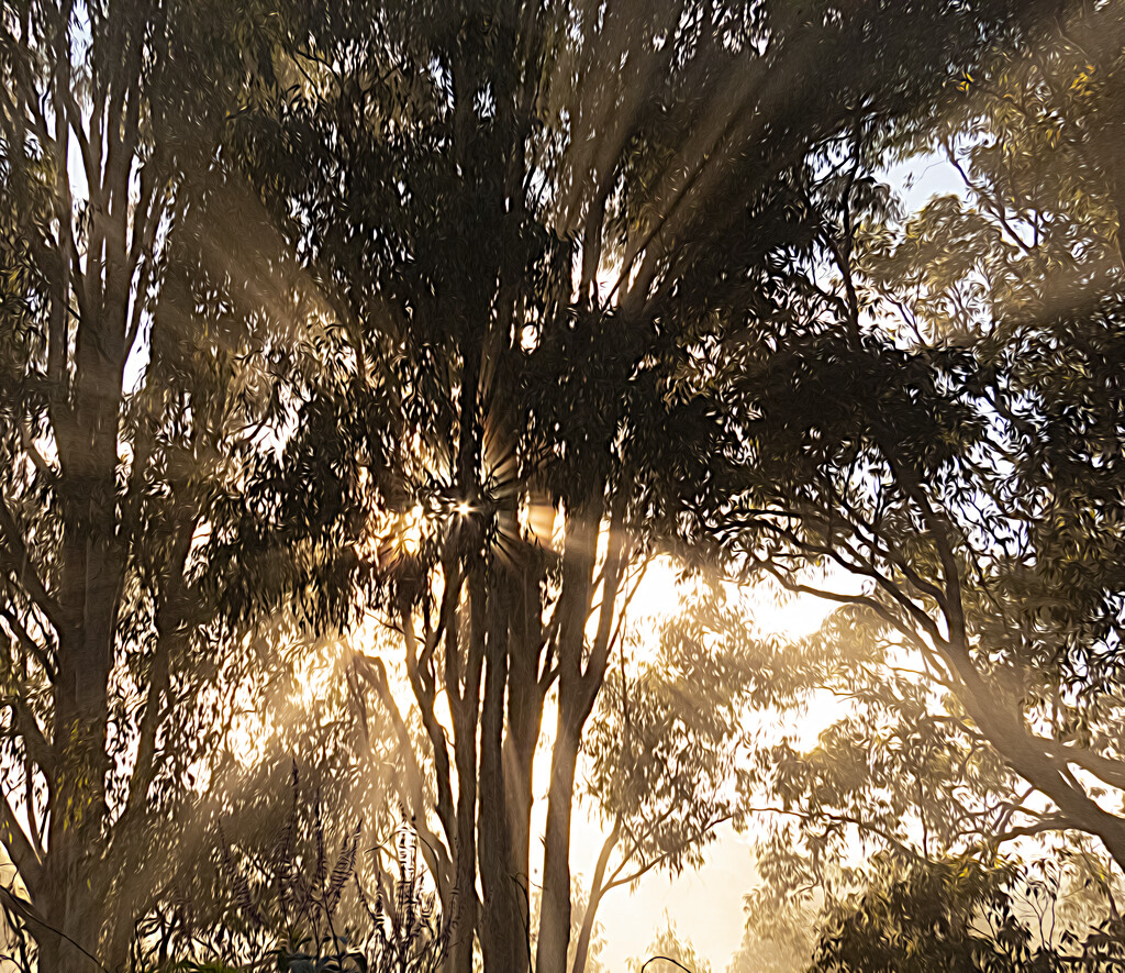 pattern of morning light by koalagardens