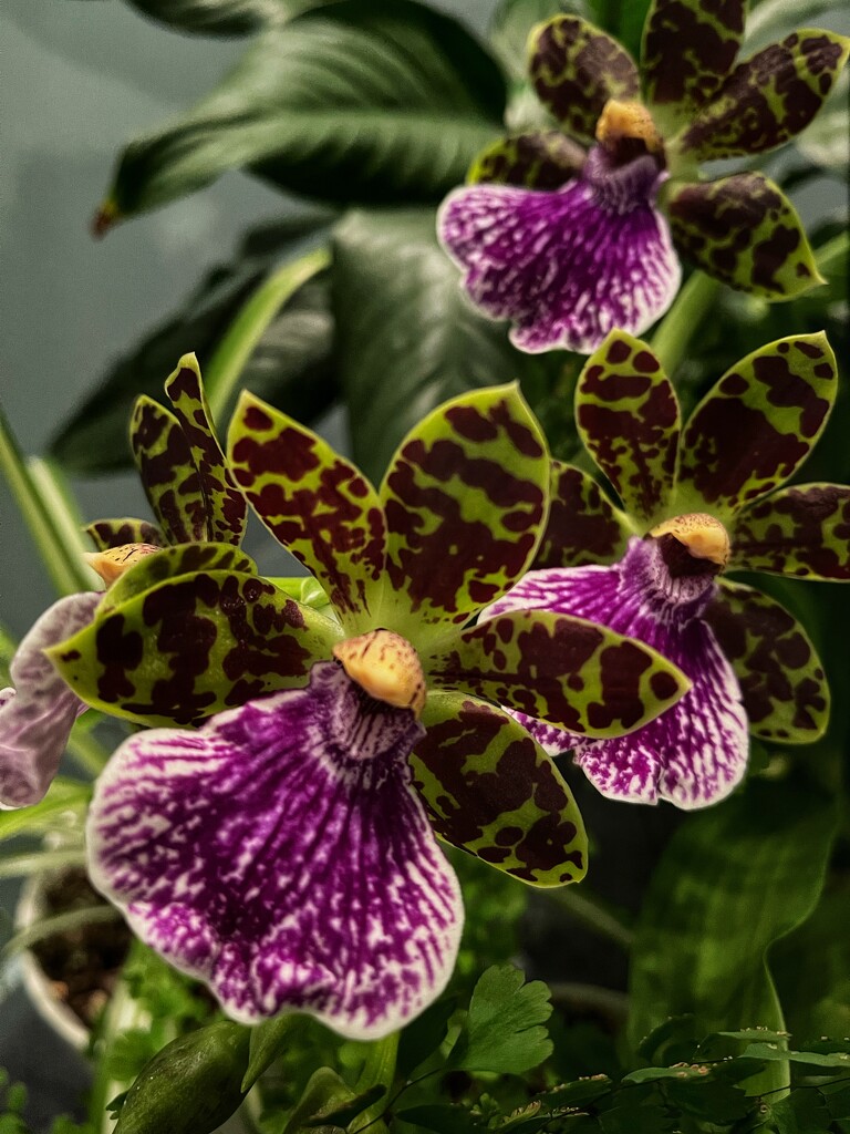 Orchid by carolinesdreams