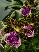 12th Aug 2021 - Orchid
