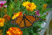 11th Aug 2021 - Monarch refelection