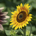 Sunflowers - Old and New by timerskine