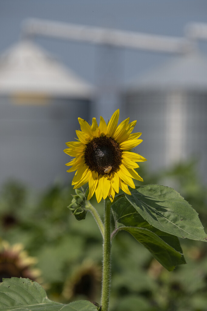 Portrait of a Sunflower with Grain Elevator by timerskine