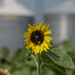 Portrait of a Sunflower with Grain Elevator by timerskine