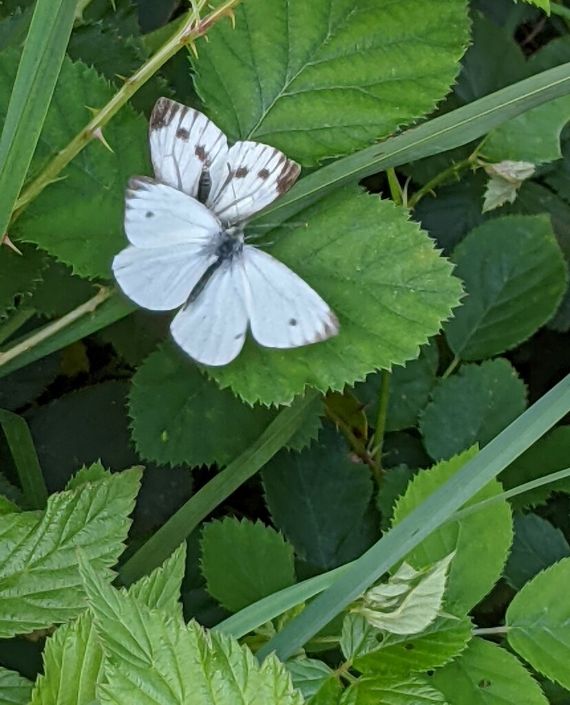 Butterflies dancing in the meadow by yorkshirelady