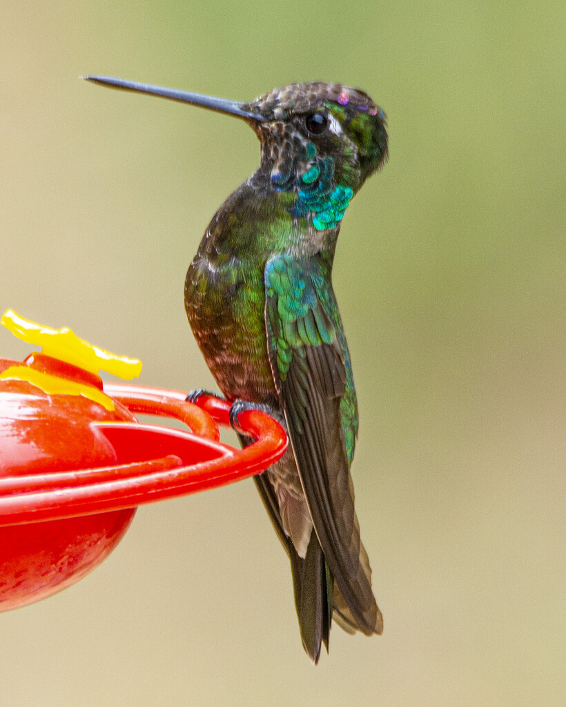 Magnificent Hummingbird by cwbill