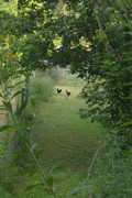 11th Aug 2021 - two chickens and a rabbit