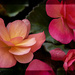 Begonia by lstasel