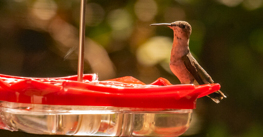 Hummingbird on the Feeder! by rickster549