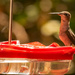Hummingbird on the Feeder! by rickster549