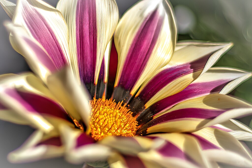 Gazania  by ludwigsdiana