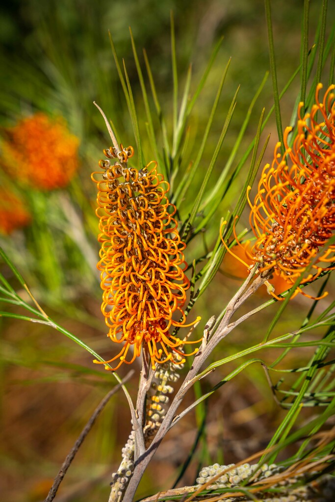 GREVILLEA pteridifolia by pusspup