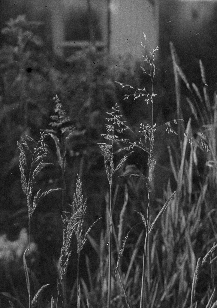 Summer grasses on film by kali66