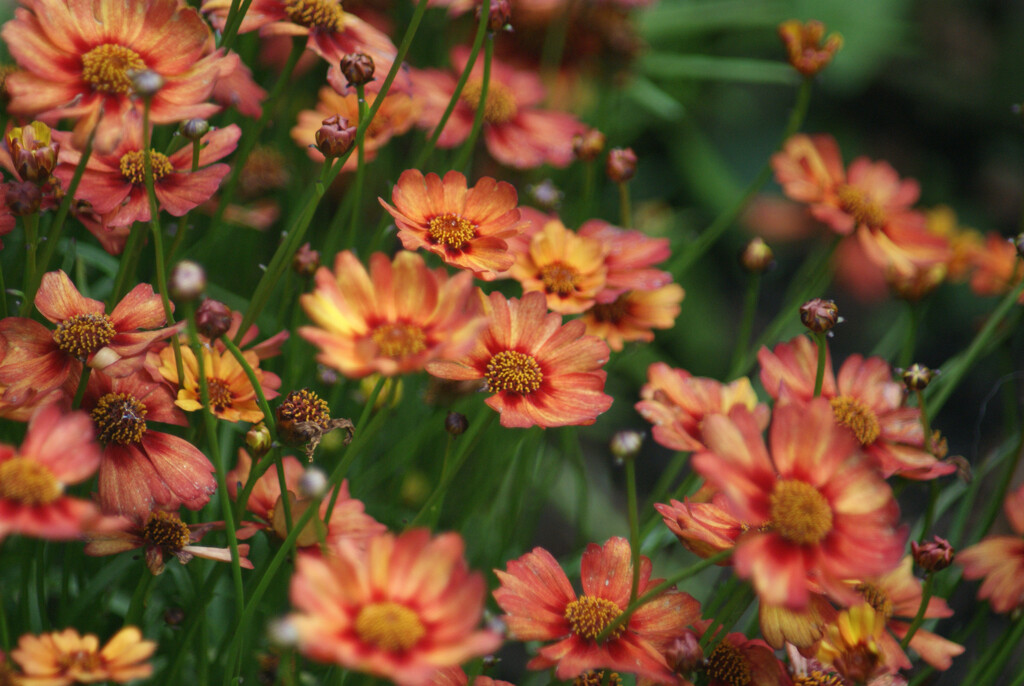 Coreopsis in the Garden by 365projectmaxine