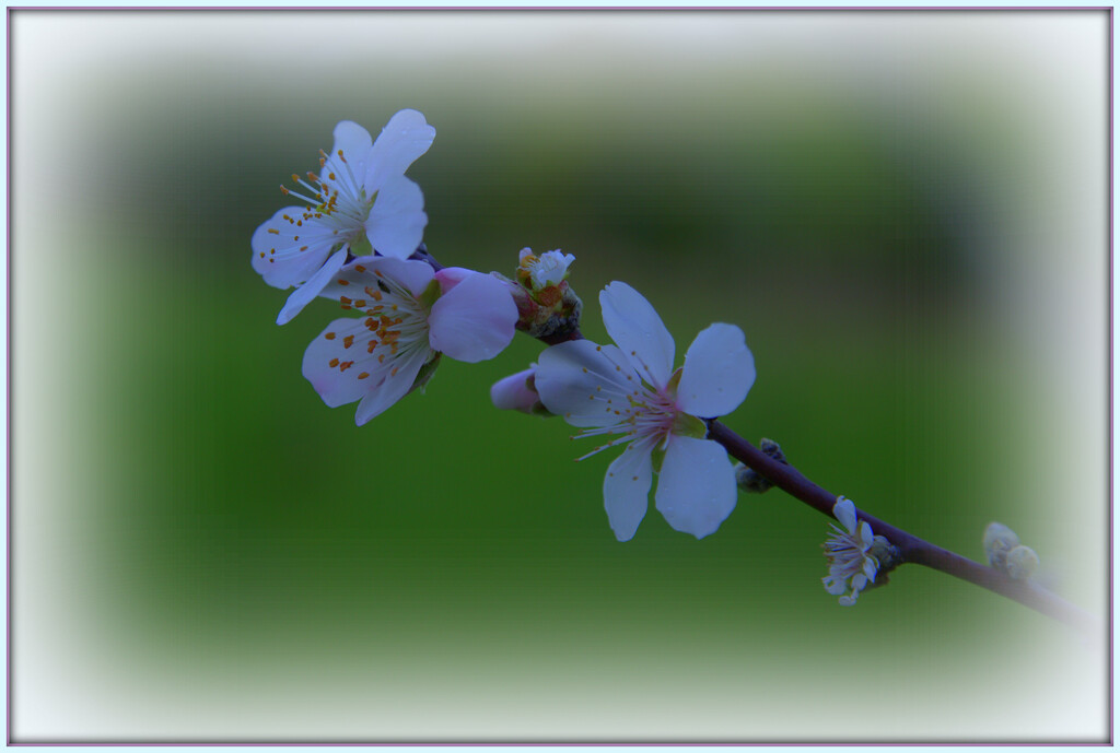 First blossoms by dide