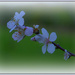 First blossoms by dide