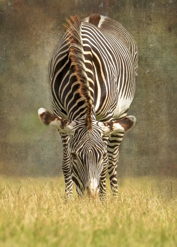 Grevy's Zebra by shepherdmanswife