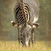 Grevy's Zebra by shepherdmanswife