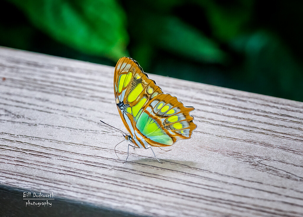 Malachite Butterfly by photographycrazy
