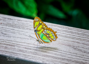 12th Aug 2021 - Malachite Butterfly
