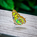 Malachite Butterfly by photographycrazy