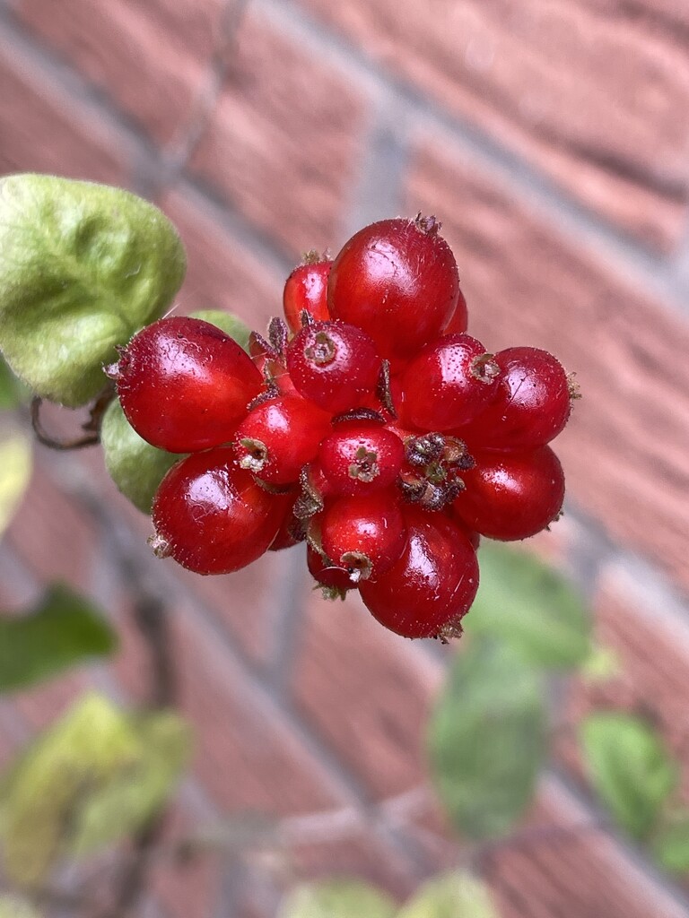 Honeysuckle berries by tinley23