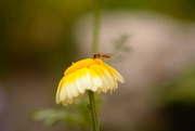 12th Aug 2021 - Hoverfly on yellow flower.........