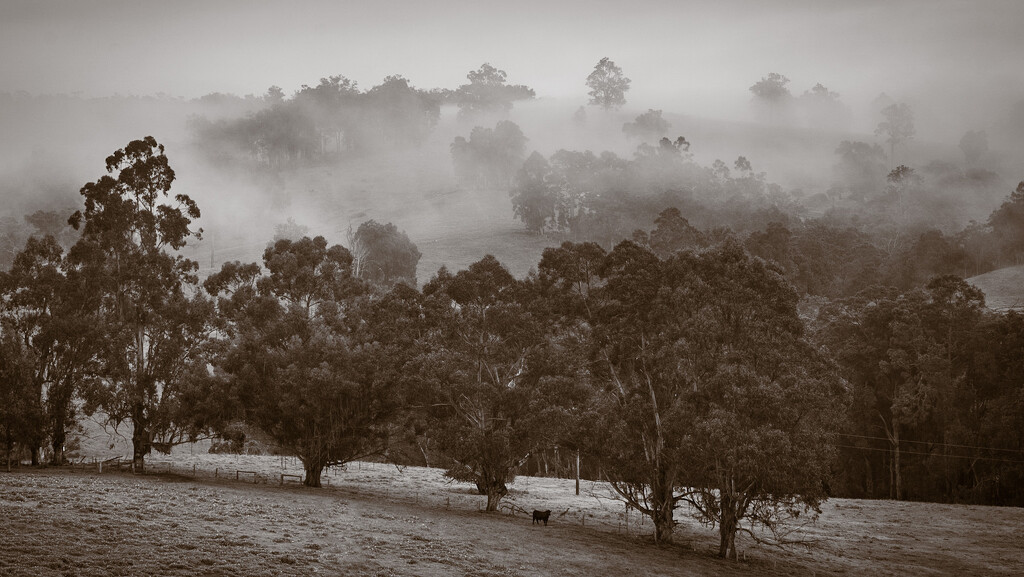 Misty morning by fillingtime