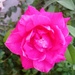 Роза by cisaar