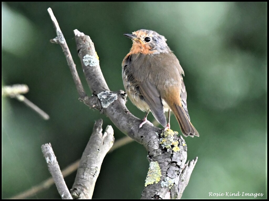 A Wood Lane scruffy robin by rosiekind