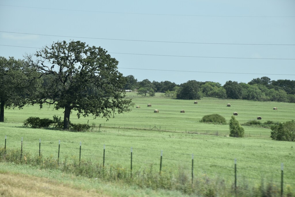 Texas by louannwarren